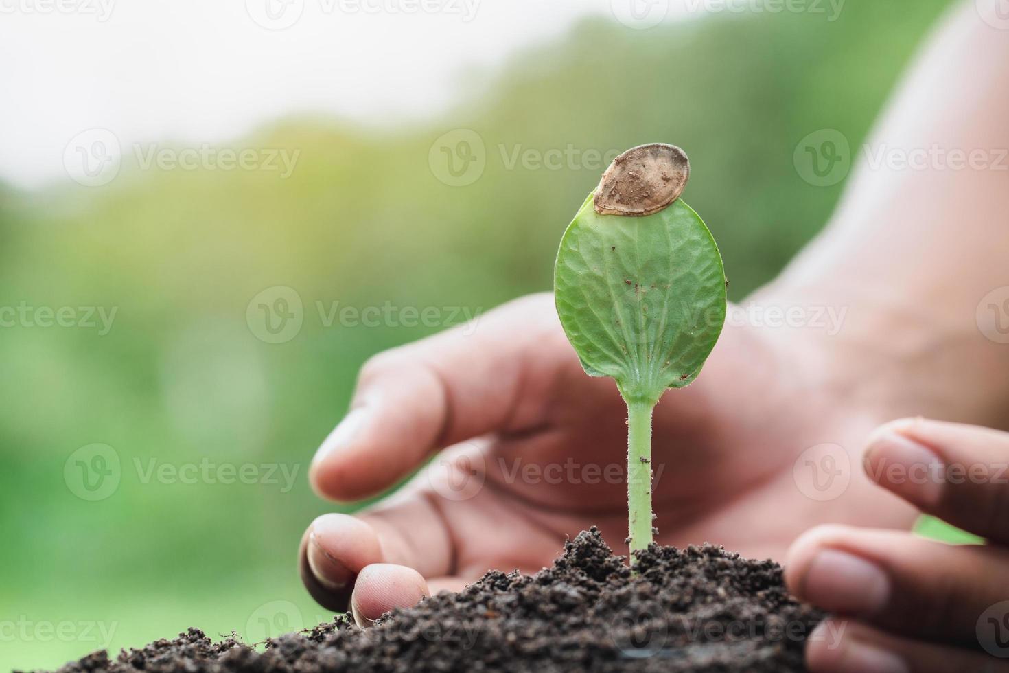 manos de granjeros que cultivan y nutren árboles que crecen en suelos fértiles, medio ambiente día de la tierra en manos de árboles que cultivan plántulas, protegen la naturaleza foto