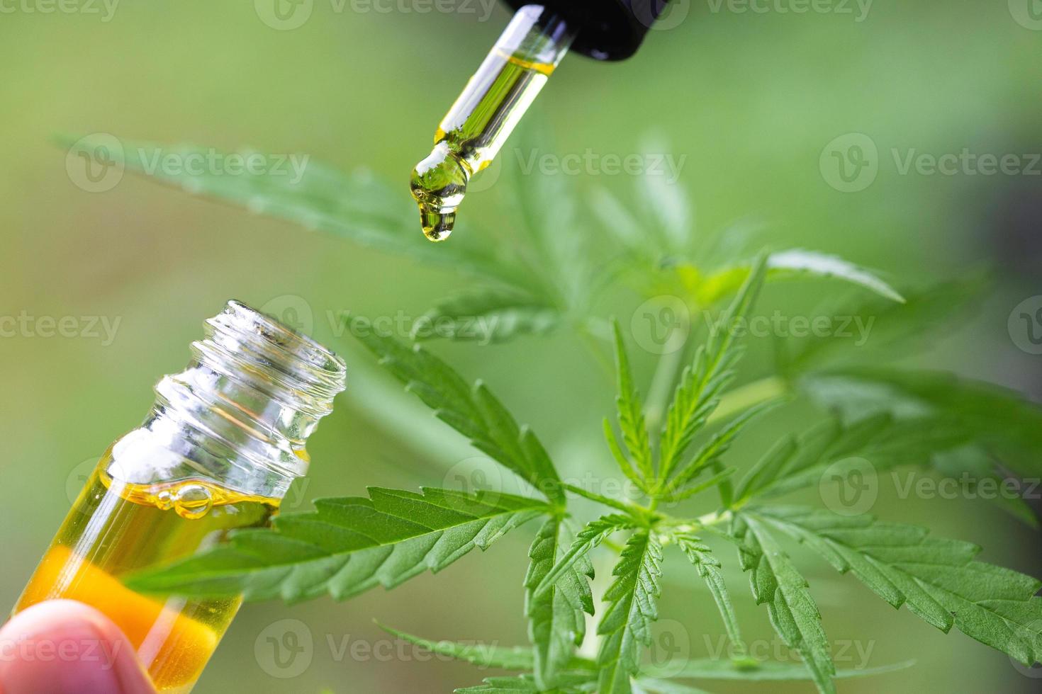 Hemp oil., Hand holding bottle of Cannabis oil against Marijuana plant, CBD oil pipette. photo