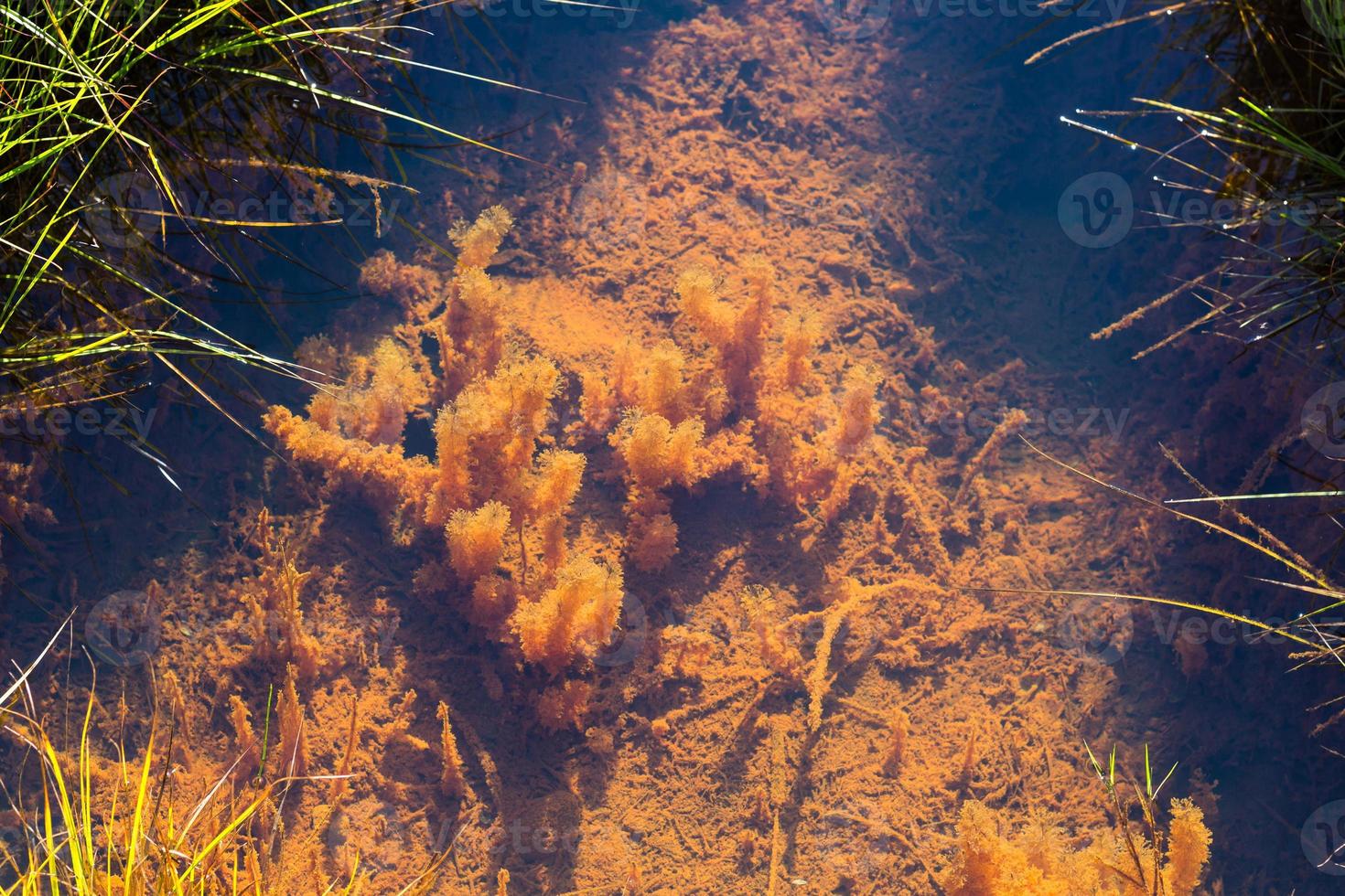 water plant in Silfra rift in Thingvellir photo