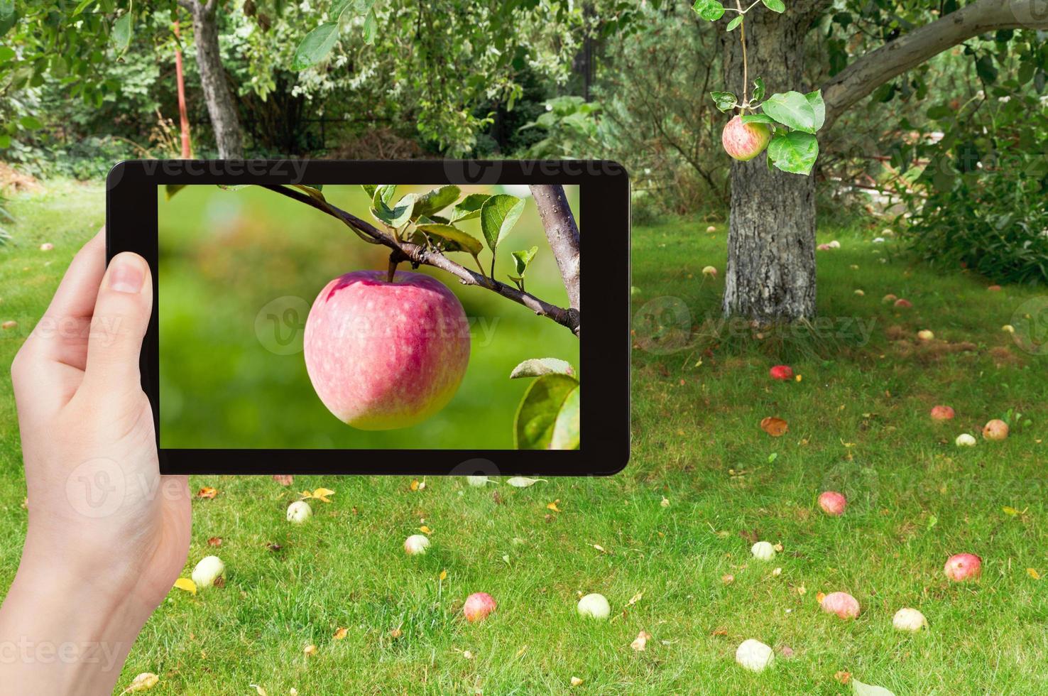 tourist photographs of ripe pink apple photo