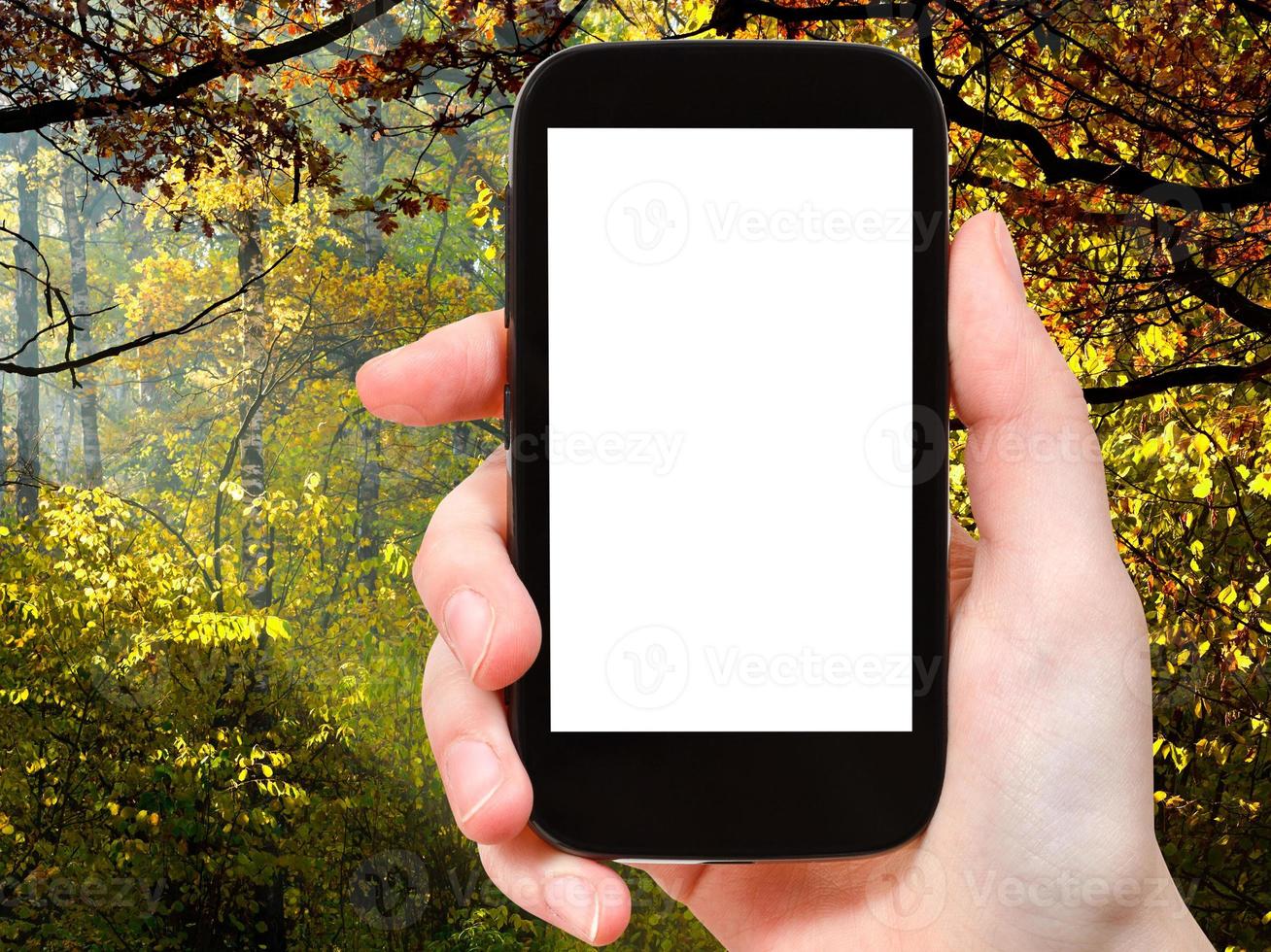 smartphone with cut out screen and autumn woods photo