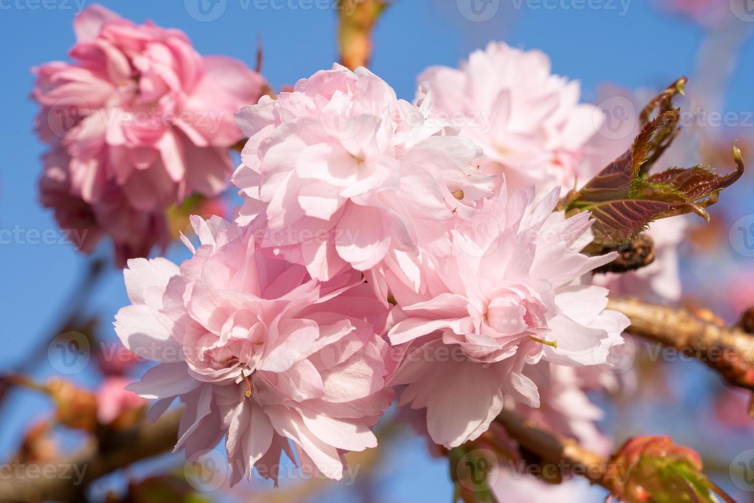 Hill Cherry Kiku-Shidare-Sakura, Prunus serrulata photo