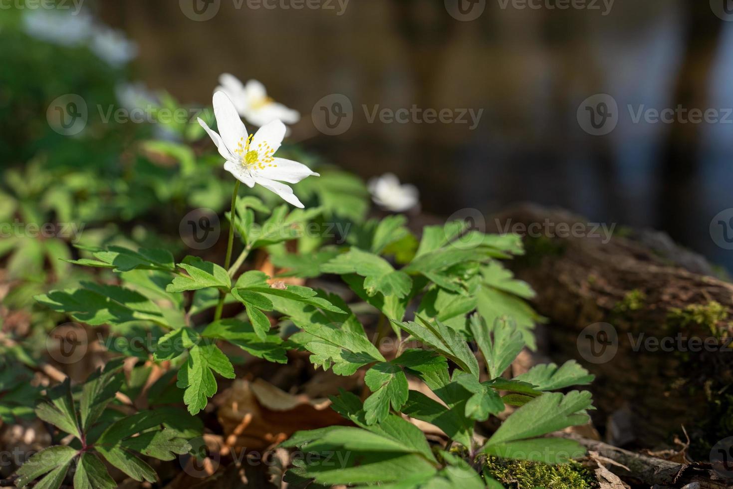 Windflower, Anemone nemorosa photo