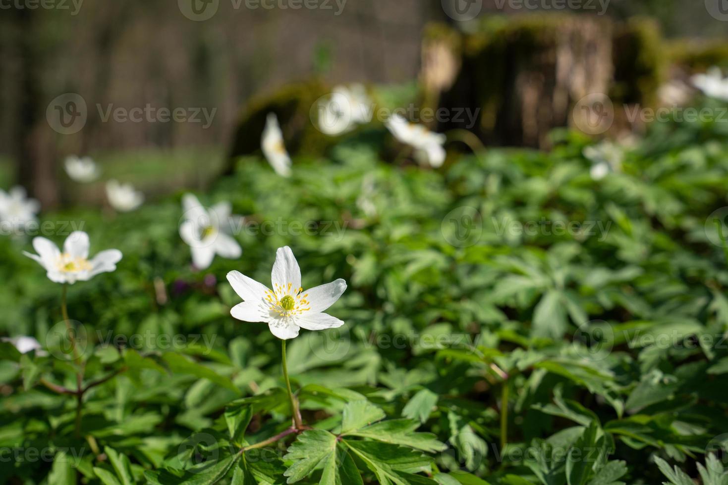 Windflower, Anemone nemorosa photo
