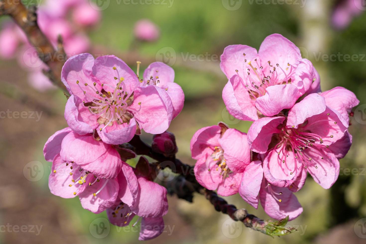 Nectarine tree, Prunus persica photo