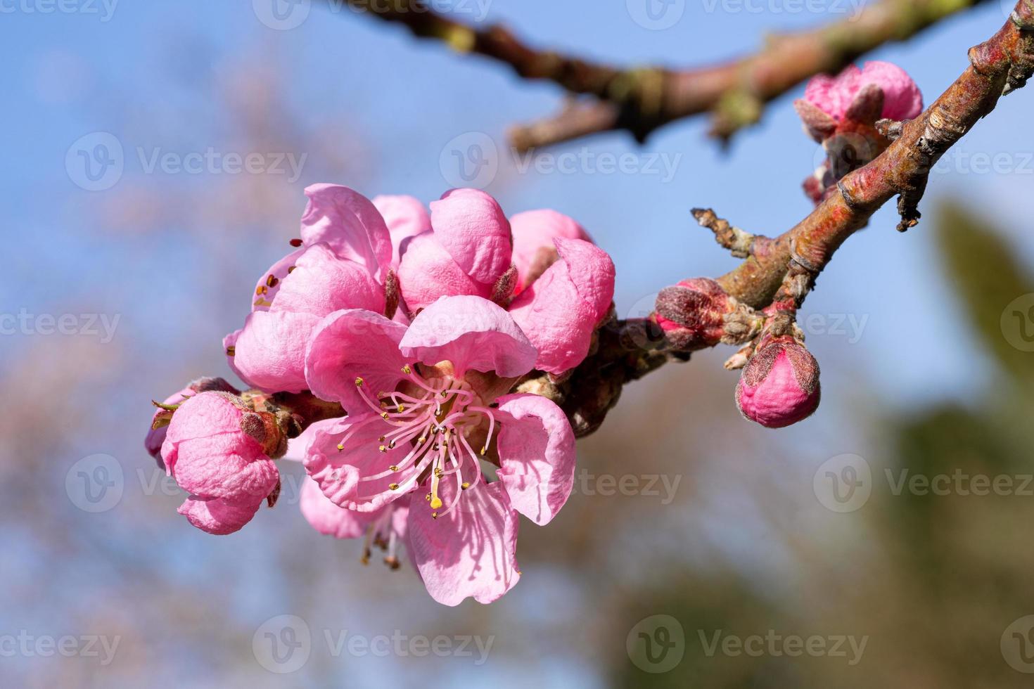 Nectarine tree, Prunus persica photo