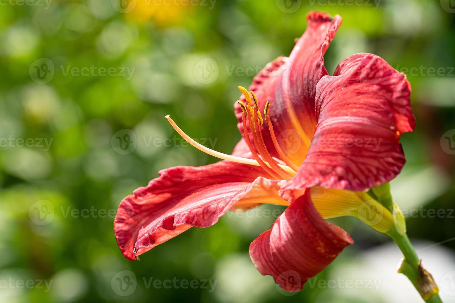 Day lily, Hemerocallis photo