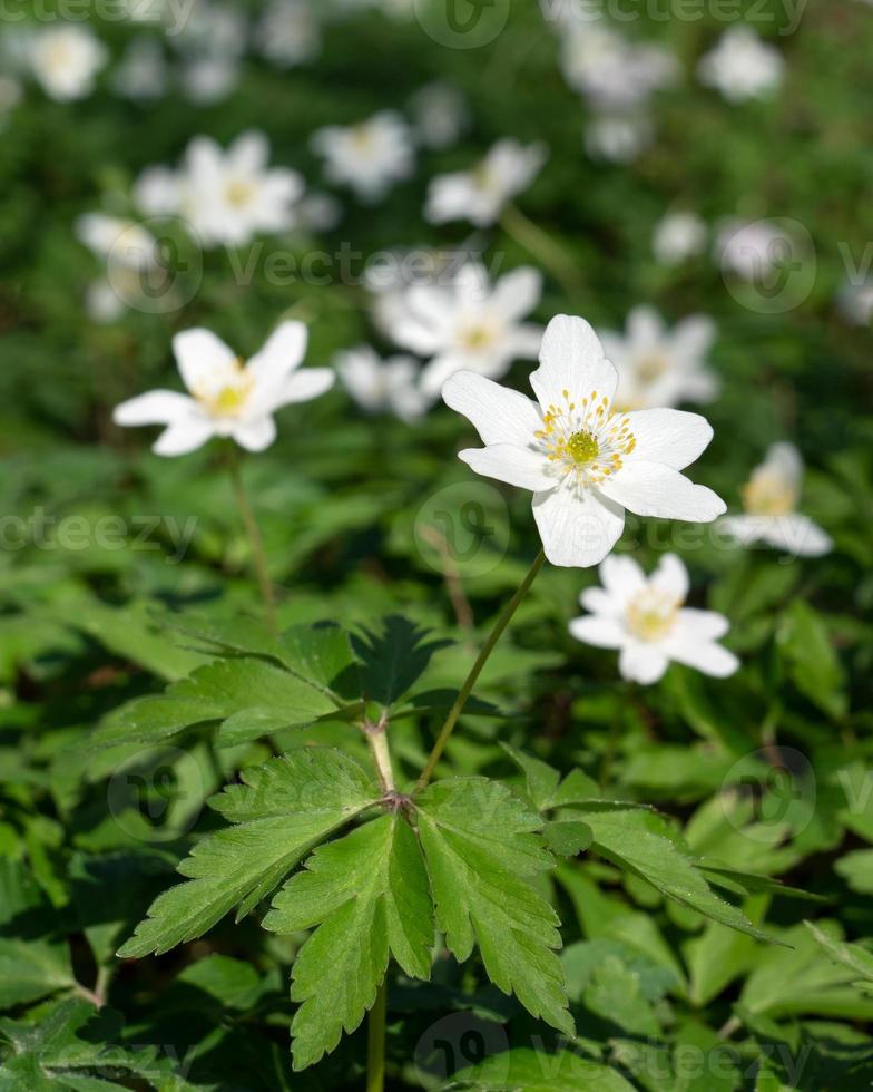 Windflower, Anemone nemorosa photo