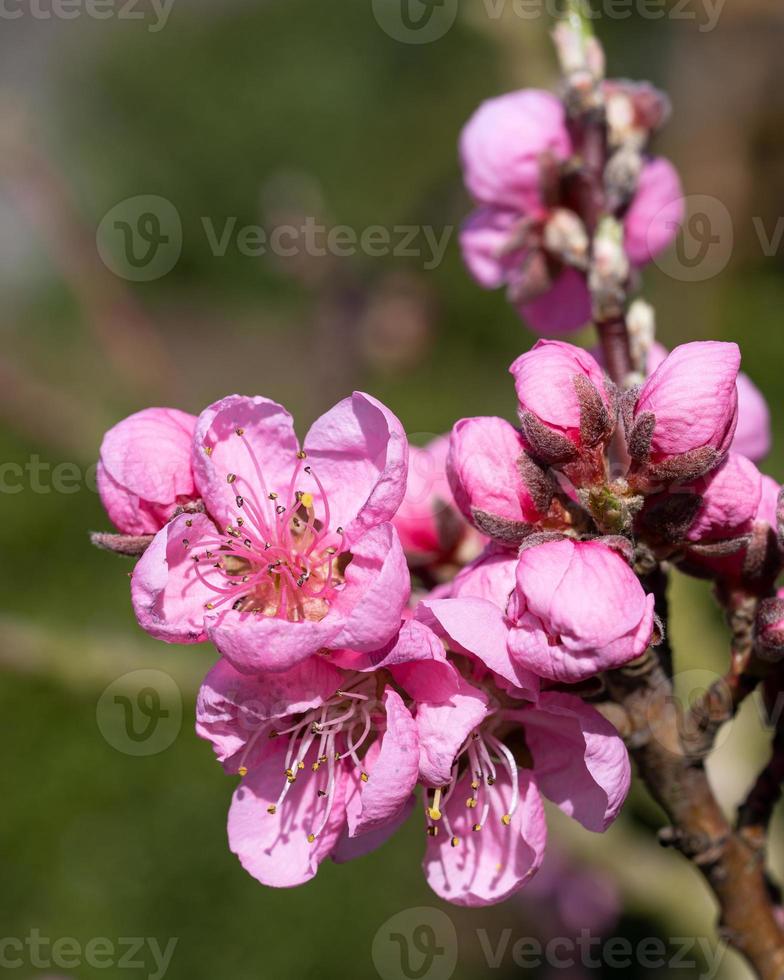 Nectarine tree, Prunus persica photo