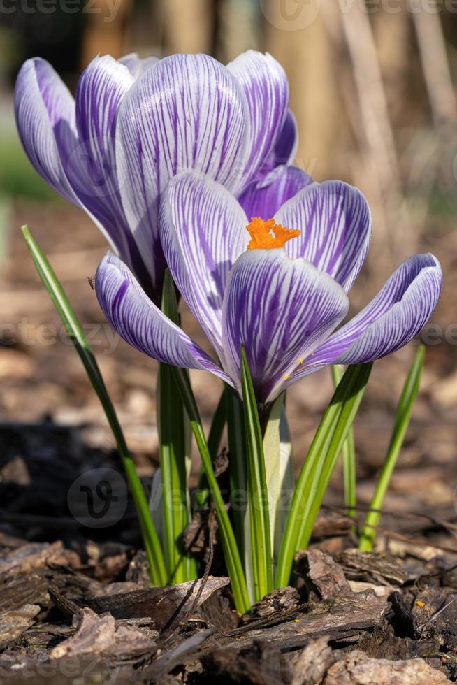 azafrán, flores de la primavera foto