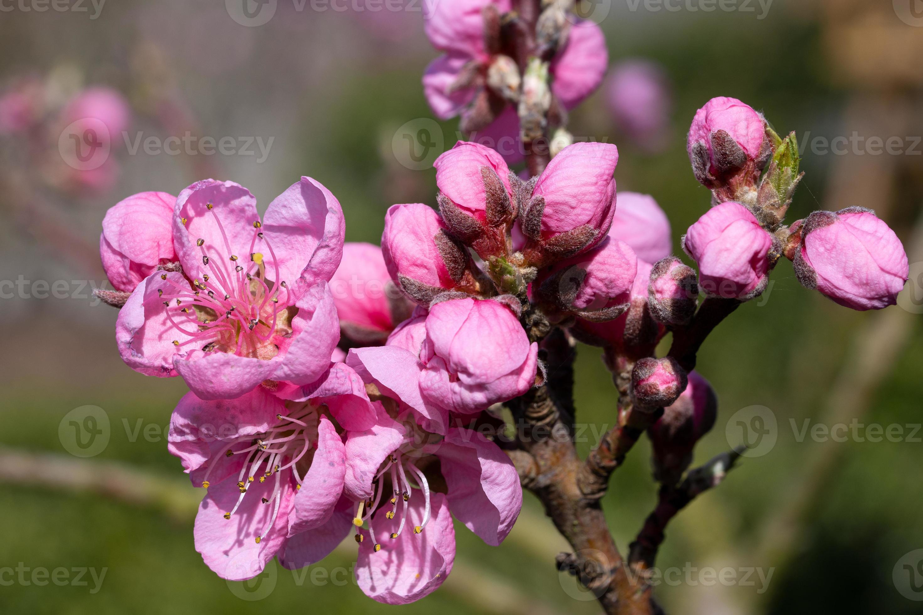 Nectarine tree, Prunus persica 11438893 Stock Photo at Vecteezy