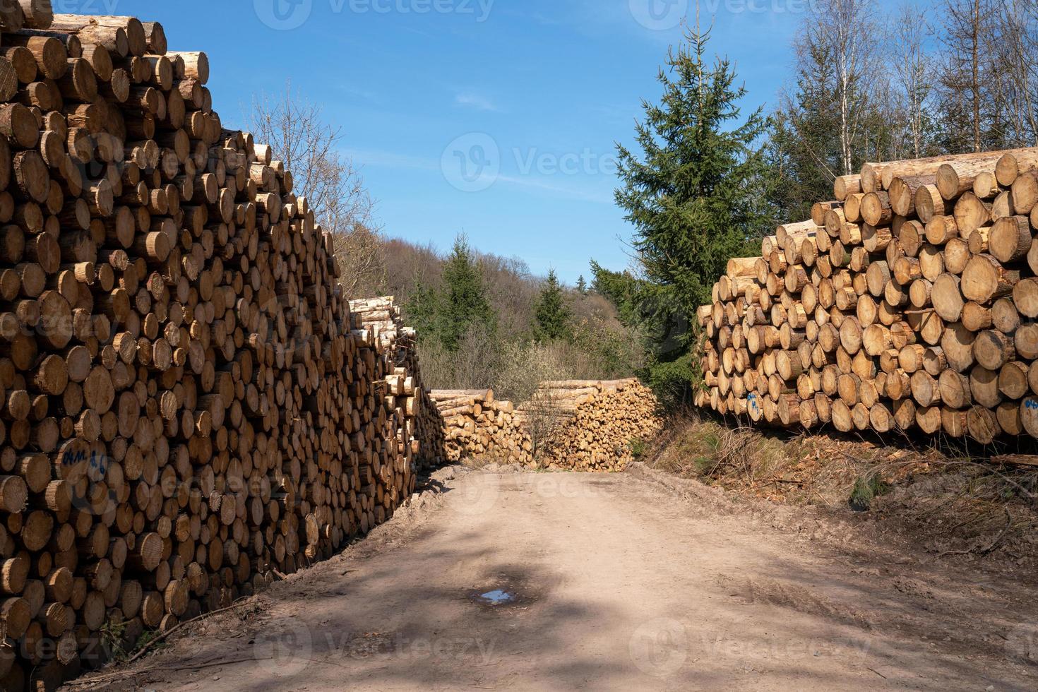 Forestry, log piles and footpath photo