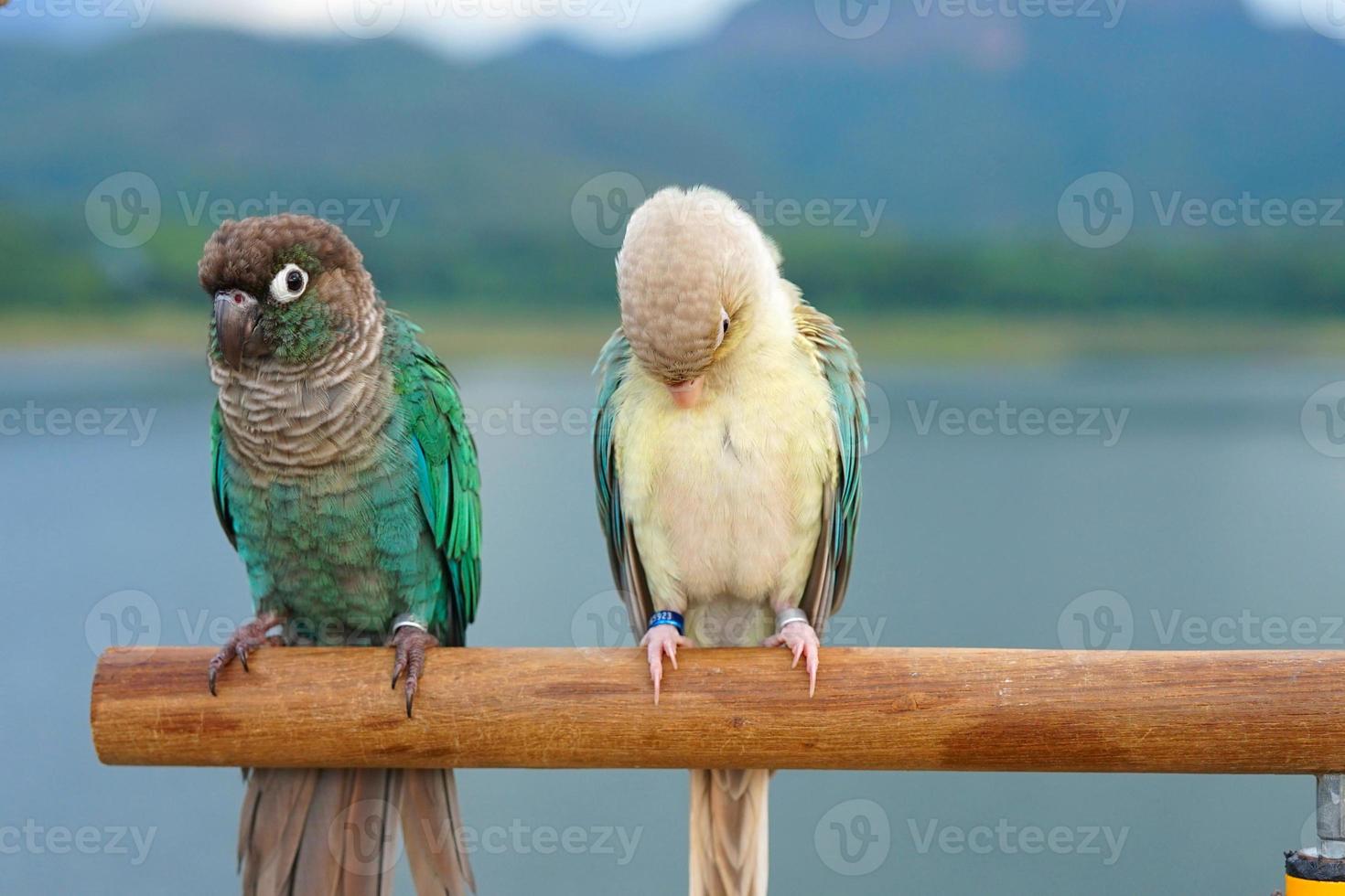 Two green cheek conure couple turquoise and turquoise cinnamon and opaline mutations color on the sky and mountain background, the small parrot of the genus Pyrrhura, has a sharp beak photo