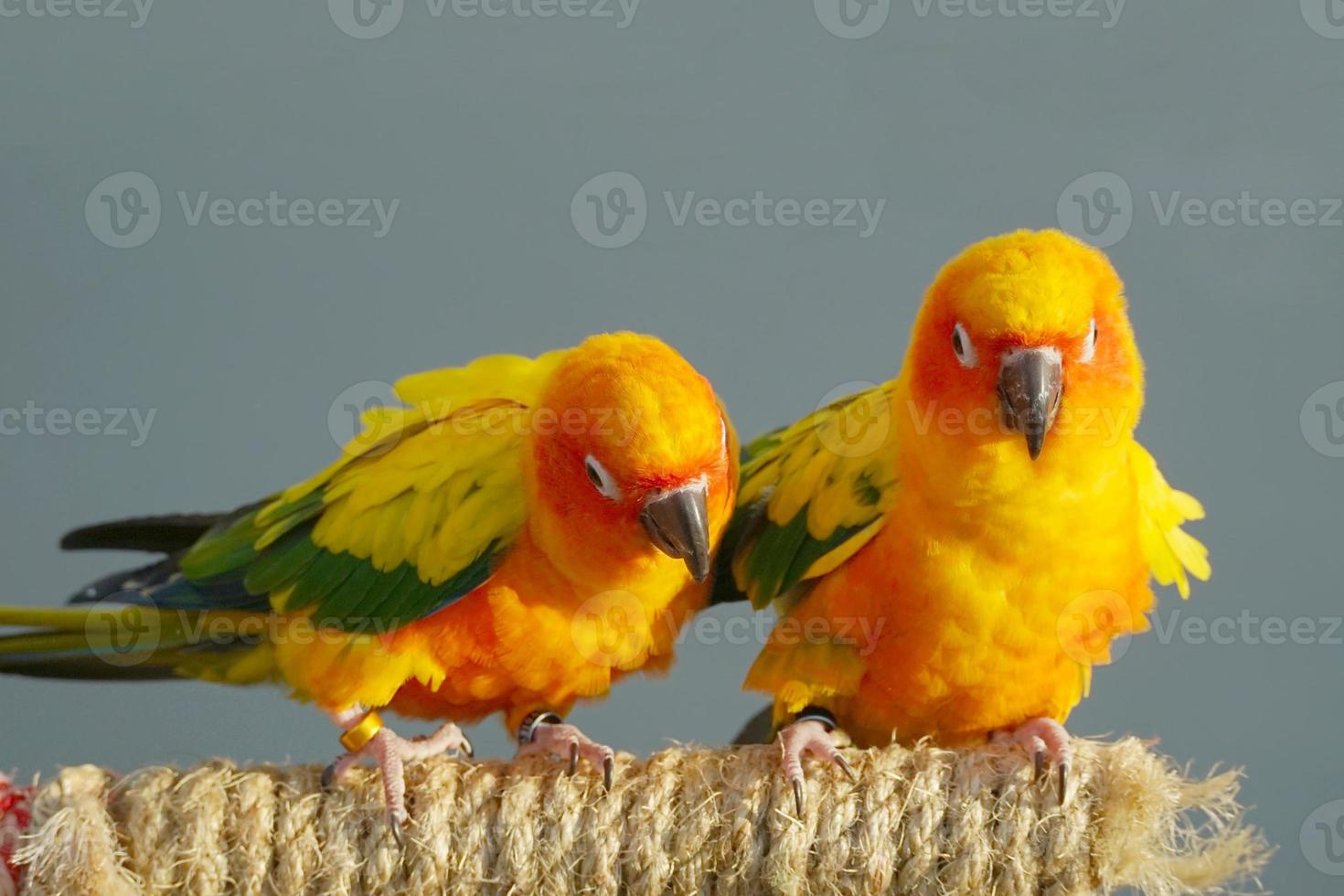 2 Sun conure or bird couple Beautiful, parrot looking at the camera, has yellow on blur nature background Aratinga solstitialis exotic pet adorable, native to amazon photo