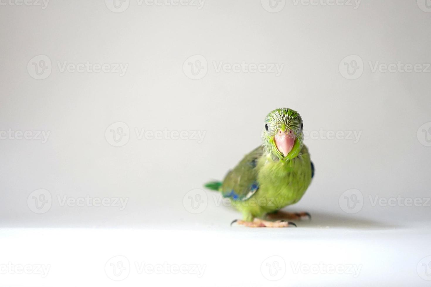 Forpus baby bird newborn green color 30 day old standing on white background, it is the smallest parrot in the world. photo