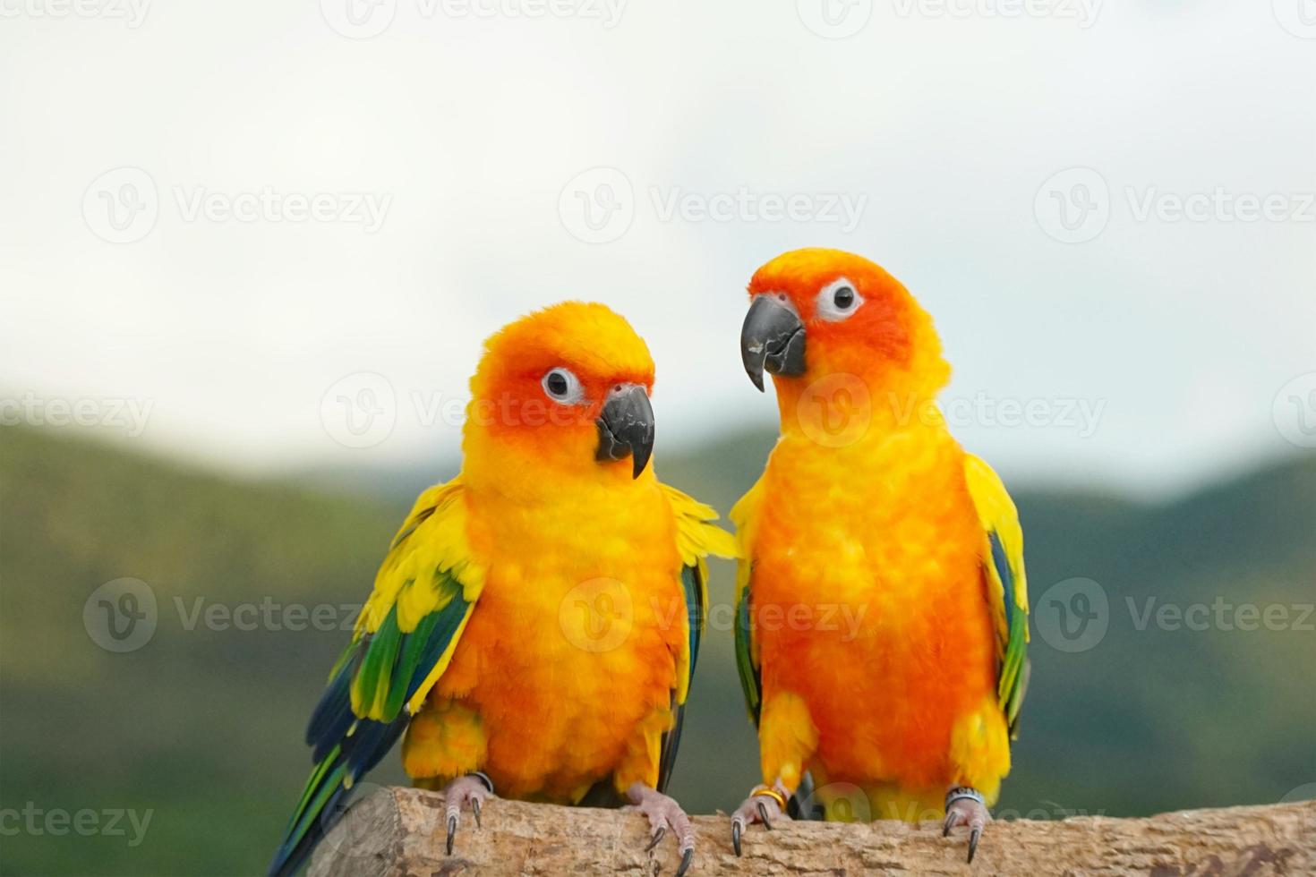 2 Sun conure or bird couple Beautiful, parrot looking at the camera, has yellow on blur green background Aratinga solstitialis exotic pet adorable photo