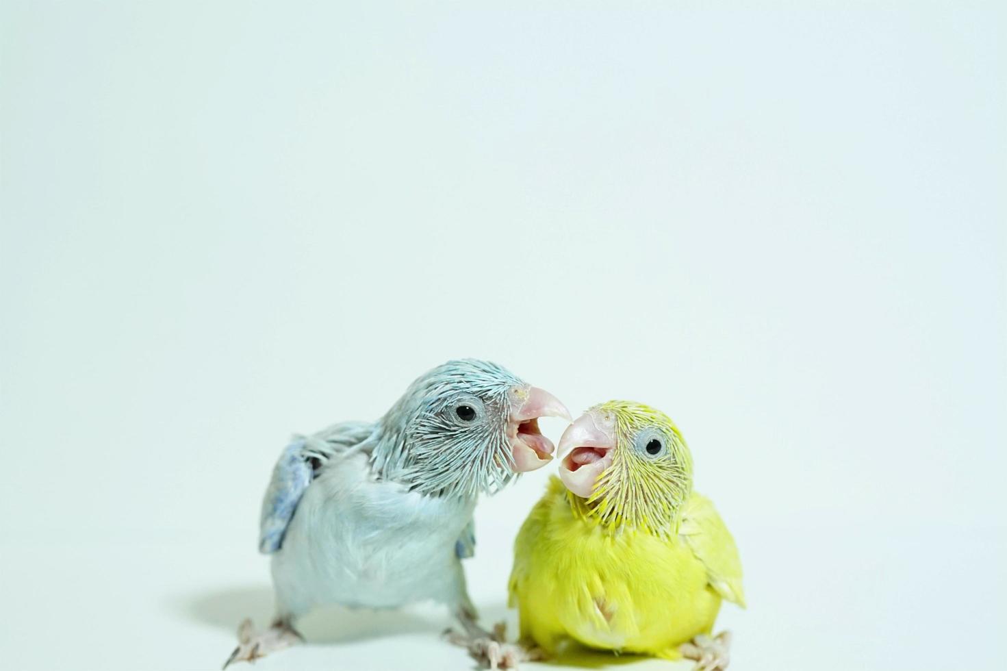 Forpus 2 baby bird newborn American yellow and white color sibling pets feeding each other standing on white background, the domestic animal is the smallest parrot in the world. photo