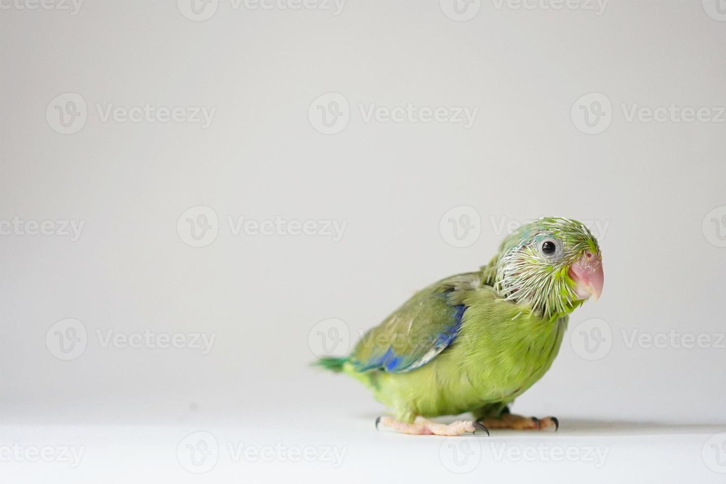 Forpus baby bird newborn green color 30 day old standing on white background, it is the smallest parrot in the world. photo