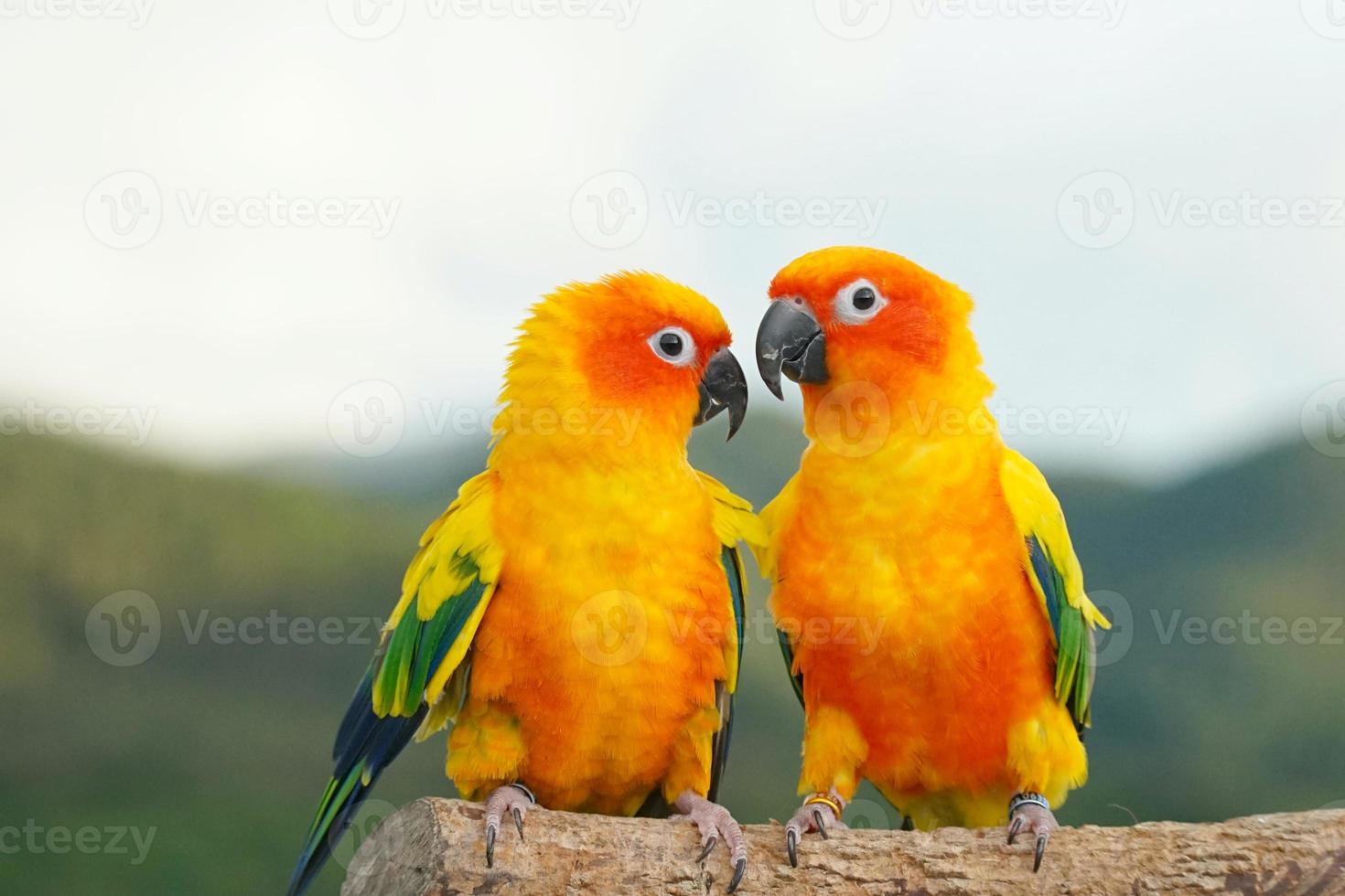 2 Sun conure or bird couple Beautiful, parrot looking at the camera, has yellow on blur green background Aratinga solstitialis exotic pet adorable photo