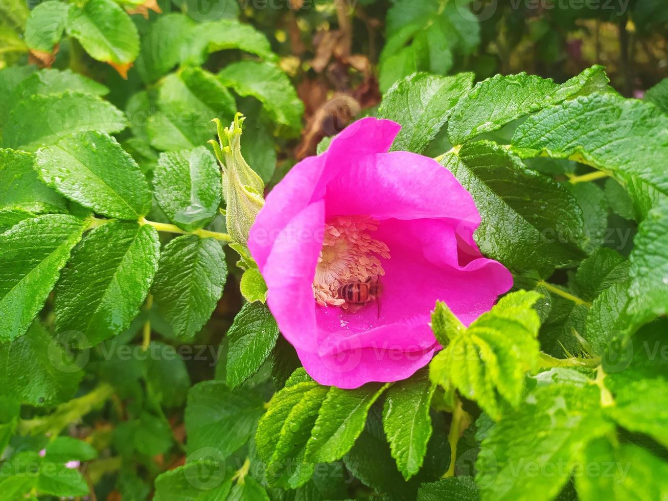 Wild rose with bee in the garden. Flower macro photo for romance and love. Beautiful nature.