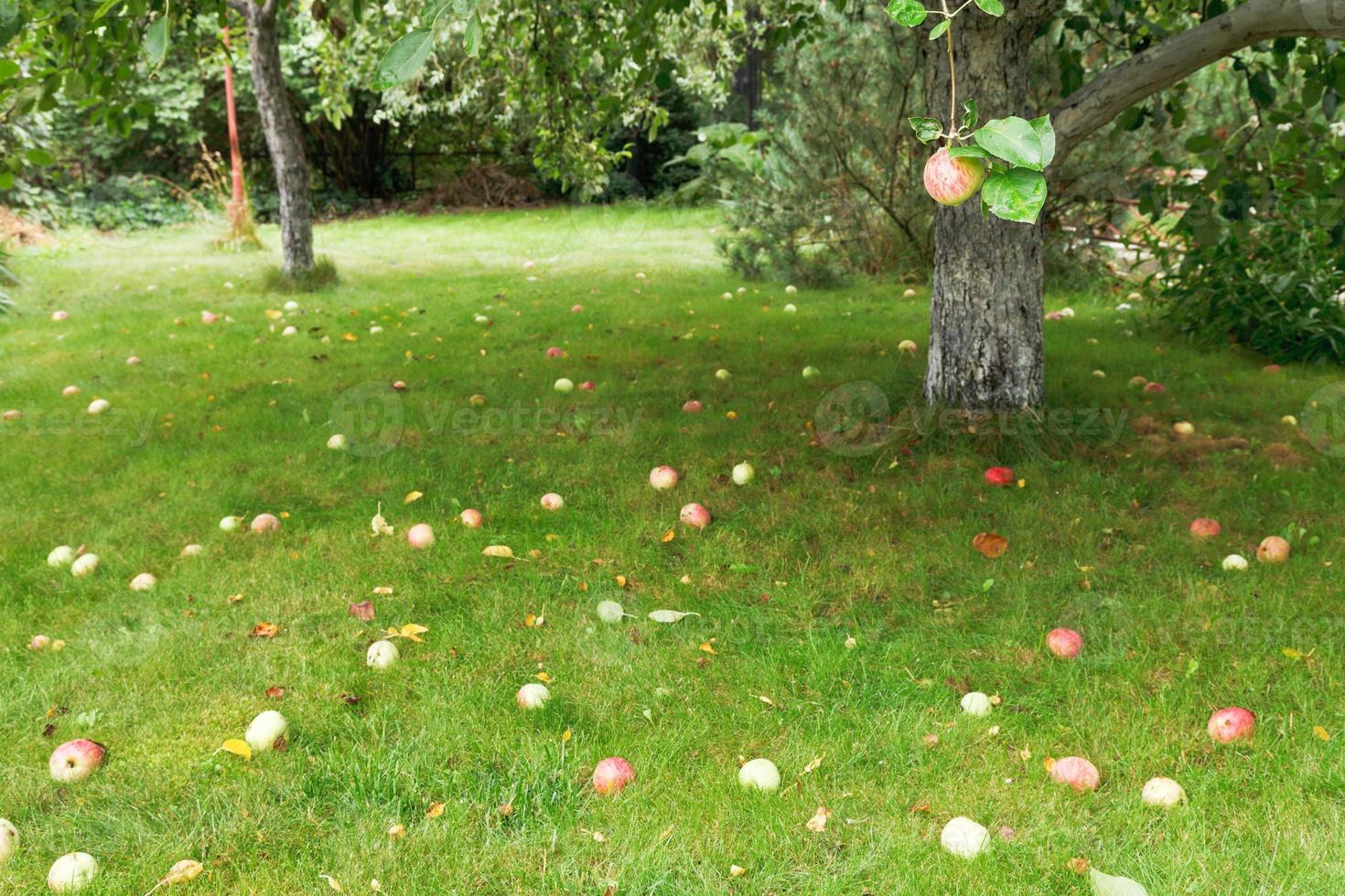 ripe apples lie on green lawn under apple tree photo