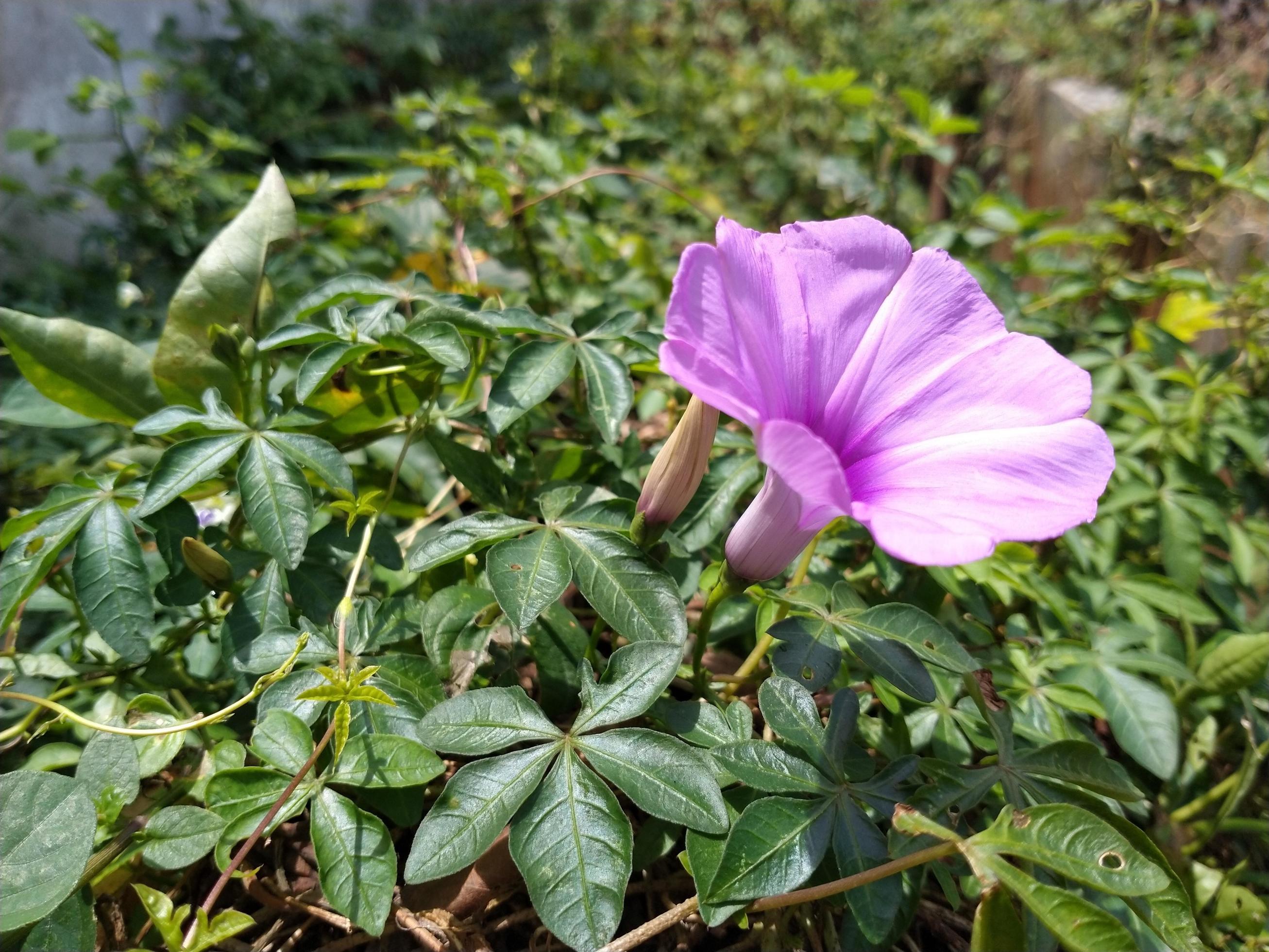 Tropical purple flower blooming in the sunny day. This photo can be