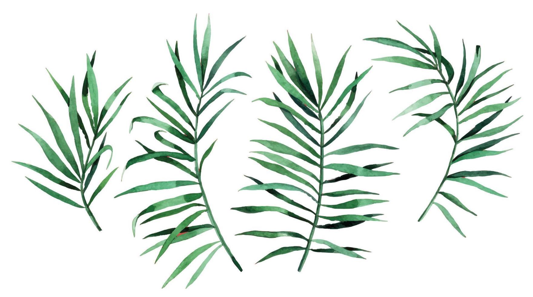 watercolor drawing. set of tropical palm leaves. rain forest green leaves isolated on white background vector