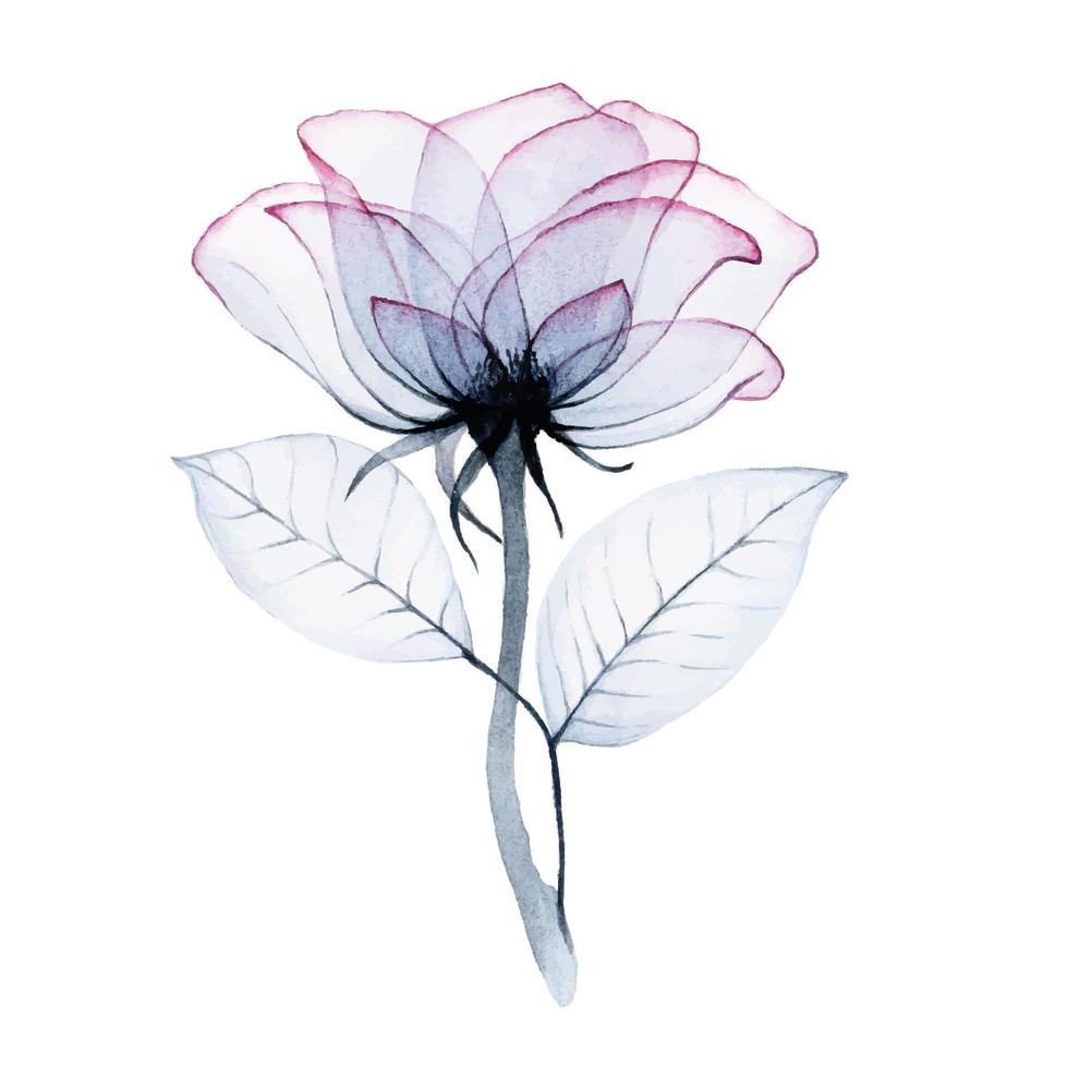 watercolor drawing, transparent rose flower colors pink, blue, gray. isolated on white. transparent flower, x-ray. design for weddings, cards, invitations vector