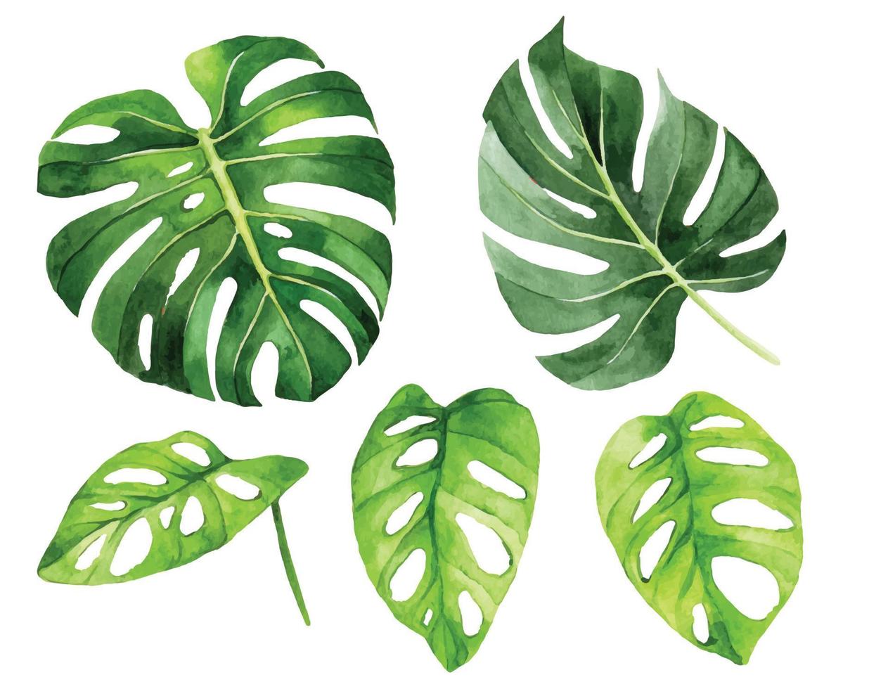 watercolor drawing. monstera tropical leaves set. rain forest green leaves isolated on white background vector