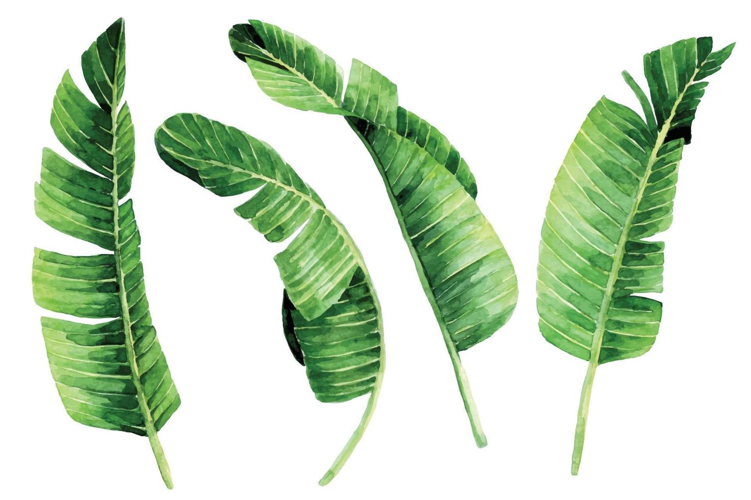 dibujo de acuarela. conjunto de hojas tropicales, hojas de plátano. plantas de la selva, imágenes prediseñadas vector