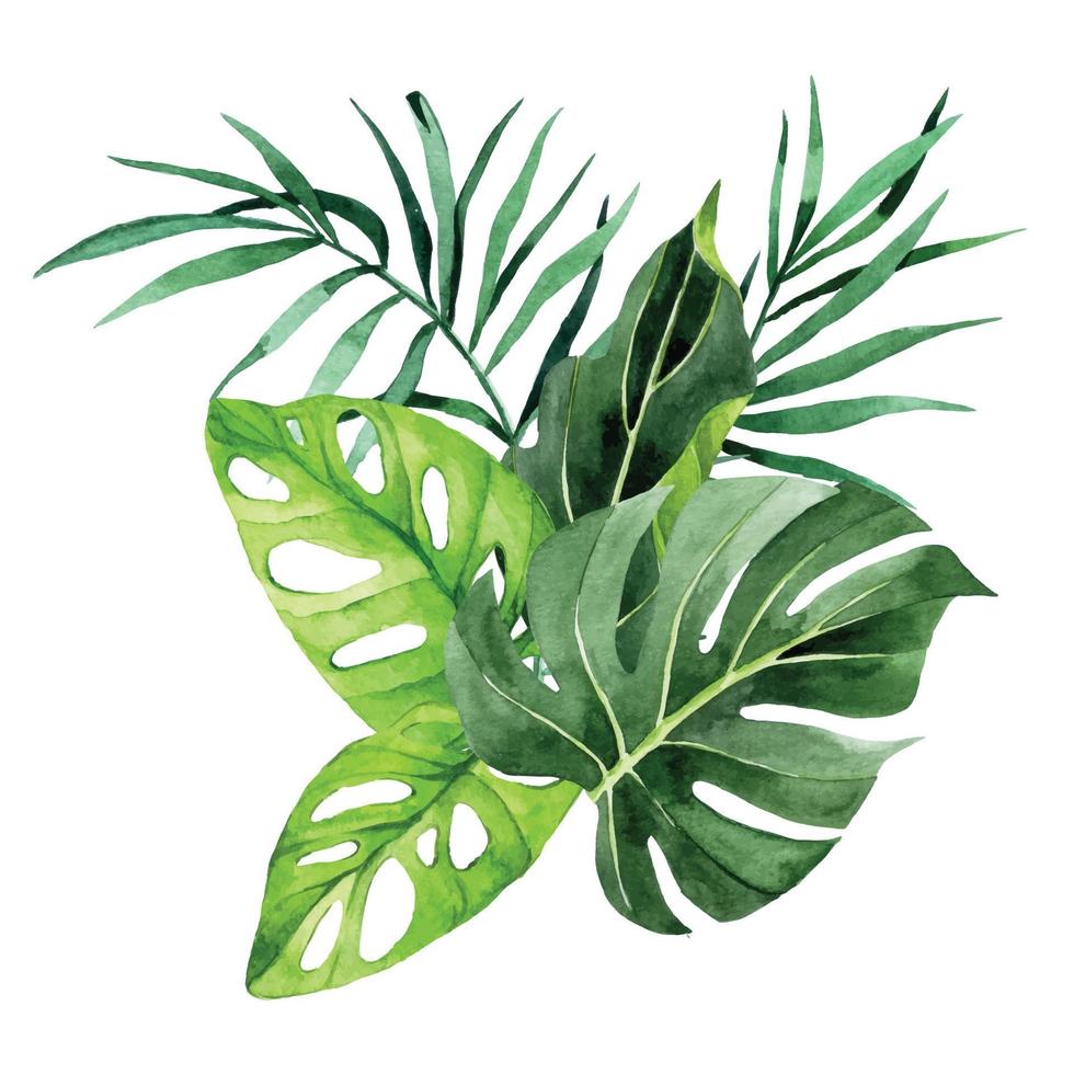 dibujo de acuarela. composición, ramo de hojas de palma tropical, monstera, plátano. hojas verdes de la selva tropical vector