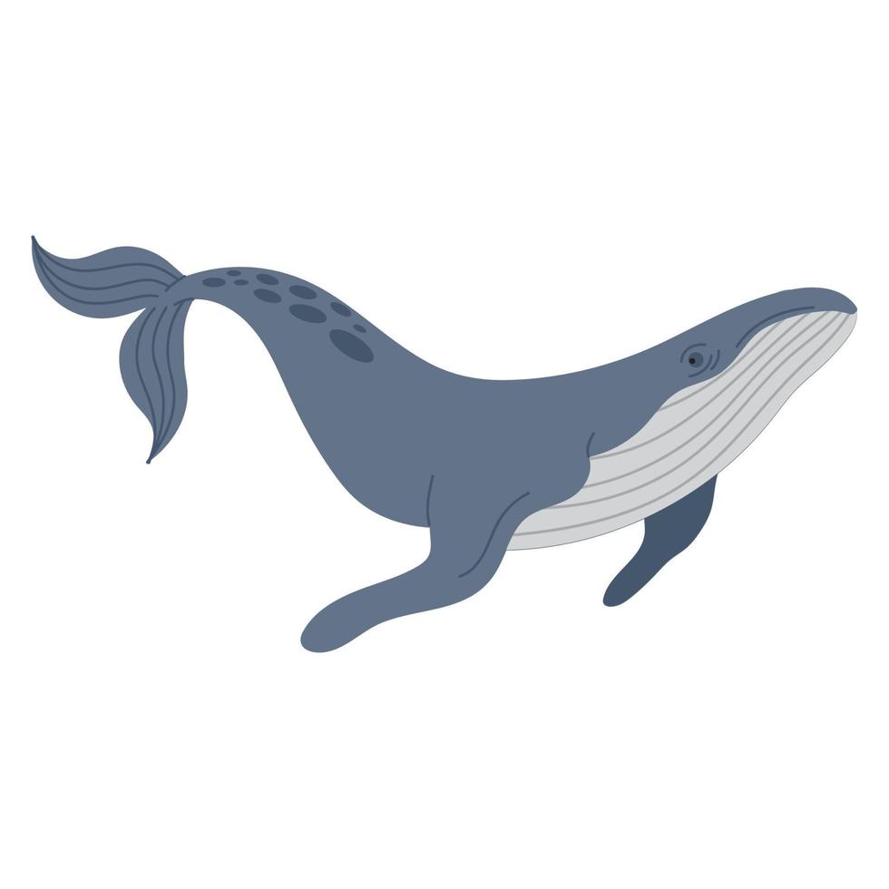 whale humpback animal vector