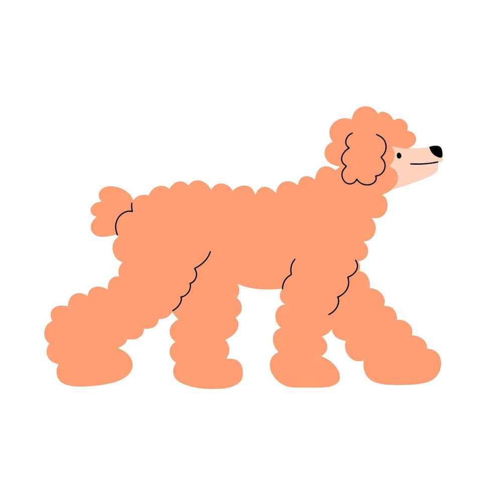 Portrait of a walking poodle. Vector illustration in flat style