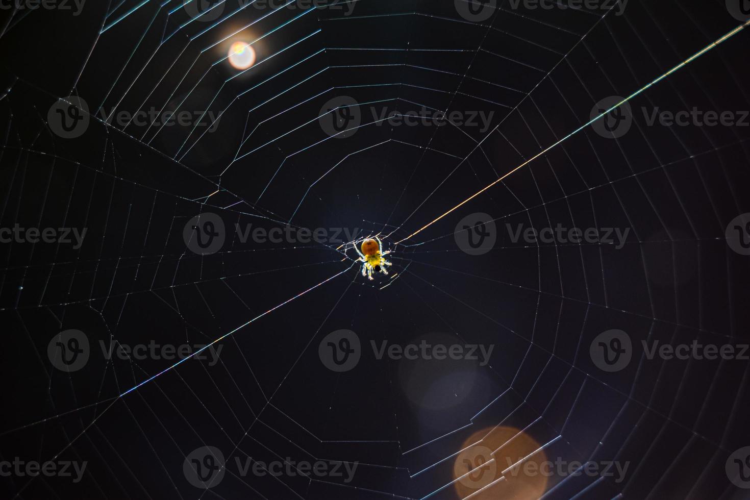 Spider web backlight photo
