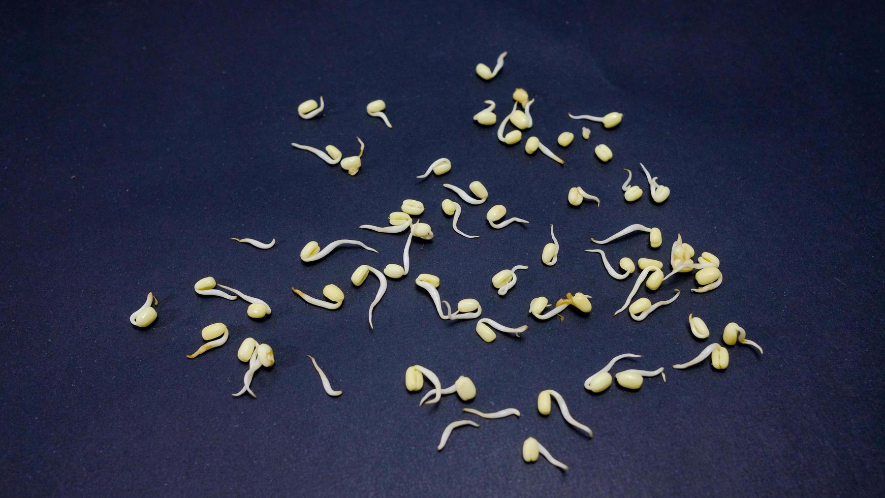 Bean Sprouts on black Background photo