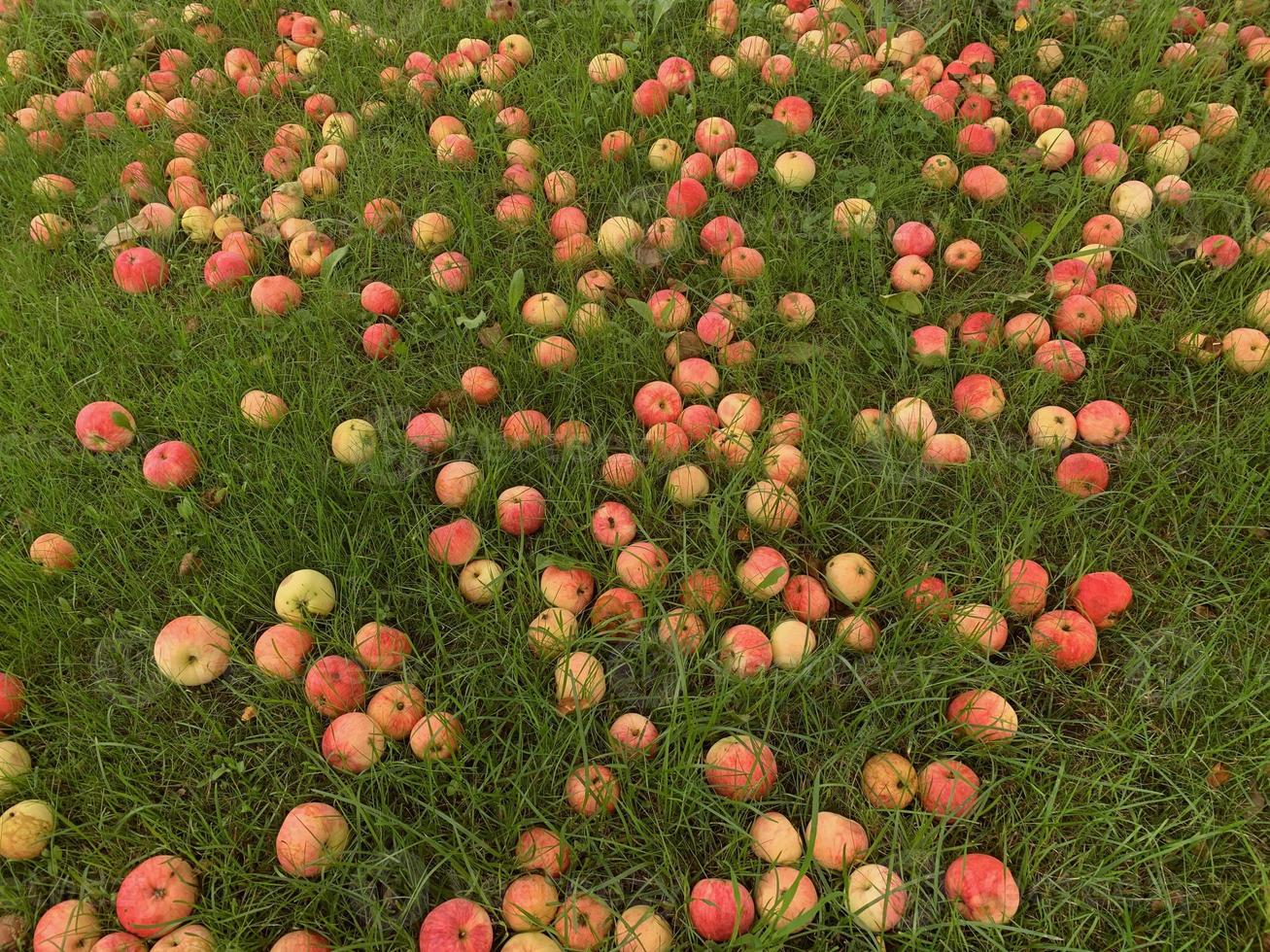 Red apples are on the grass, farm, garden. Autumn background, photo. photo