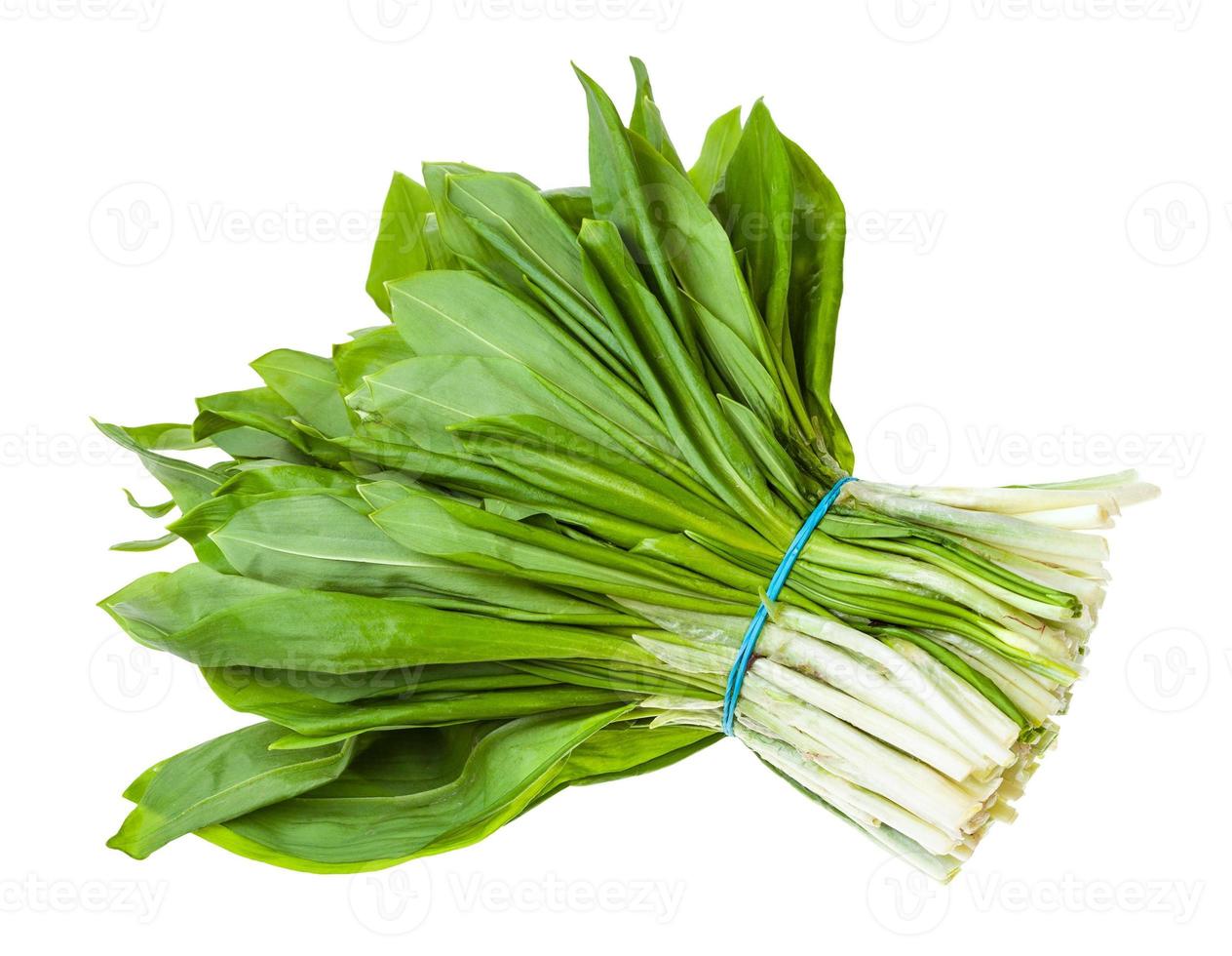 bunch of fresh wild garlic ramson isolated photo