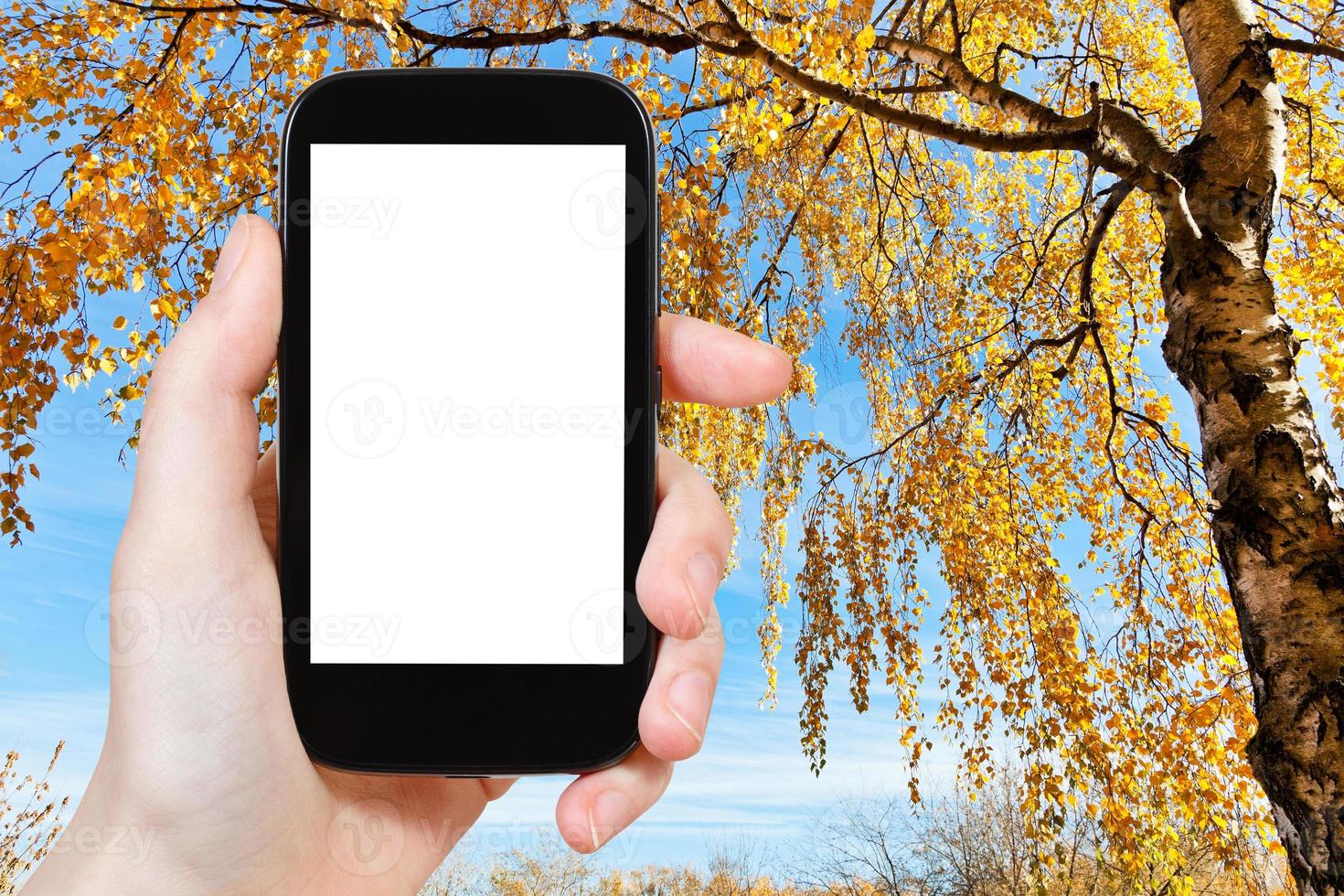 smartphone and yellow birch in autumn photo