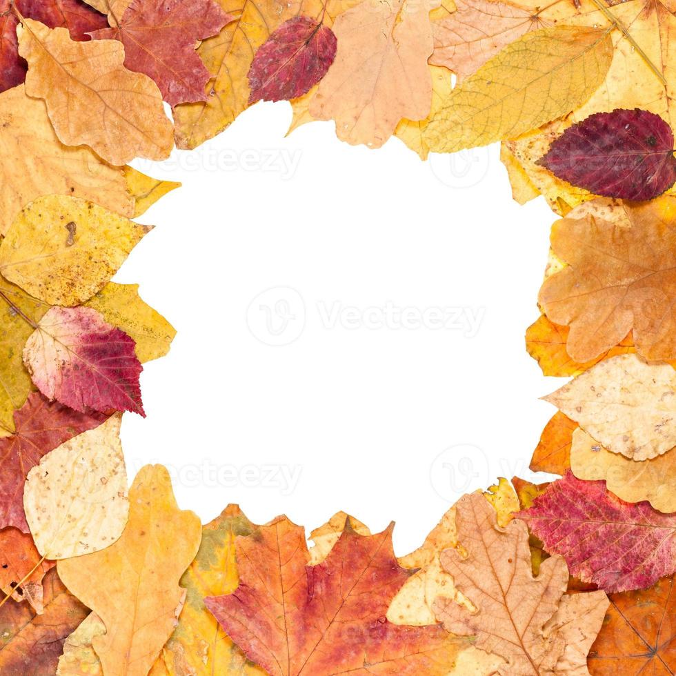 square picture frame from yellow autumn leaves photo