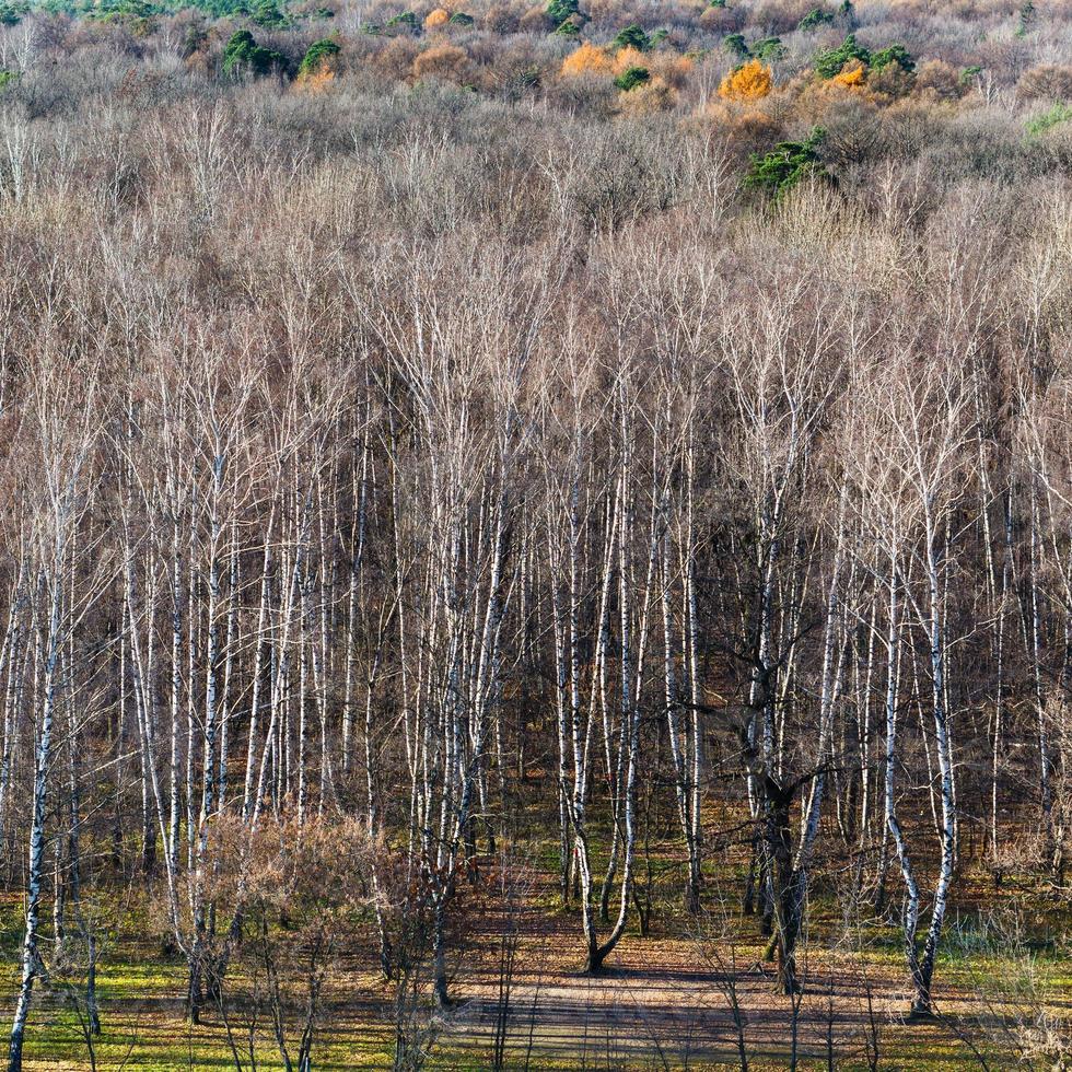 vista anterior de árboles desnudos en el bosque de otoño 11440543 Foto