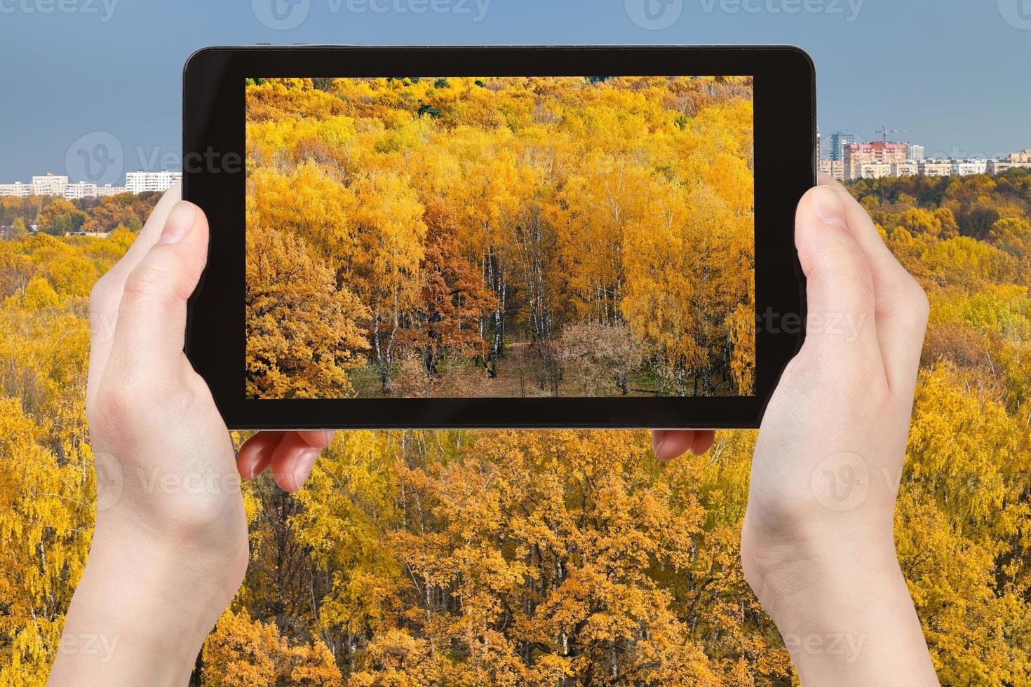 tourist photographs of yellow autumn forest photo