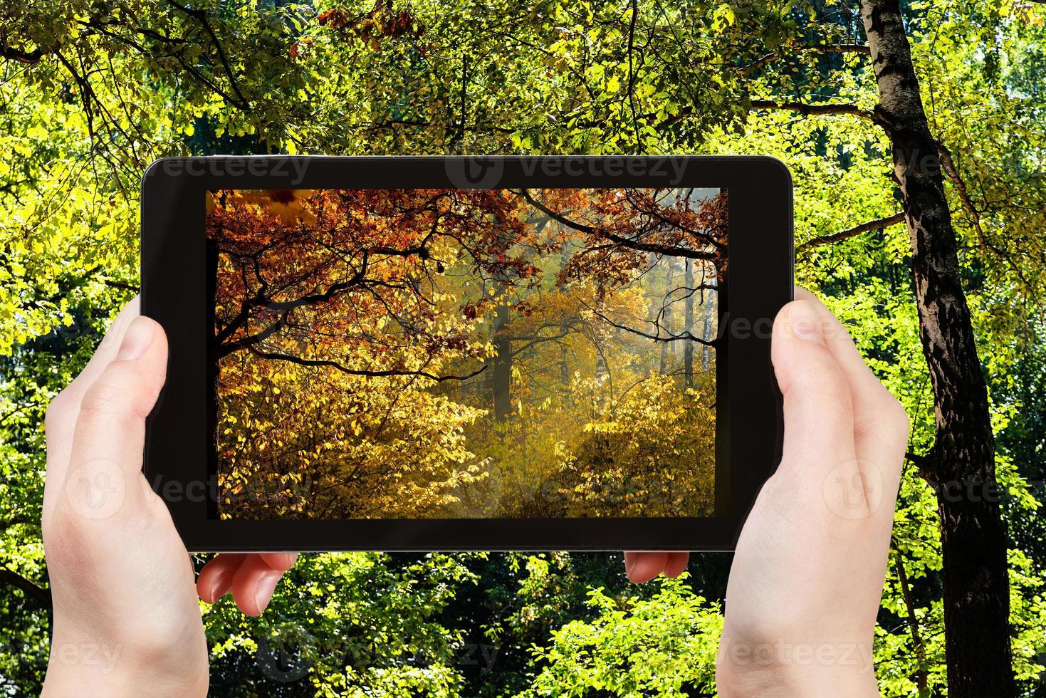picture of autumn woods during seasons changing photo
