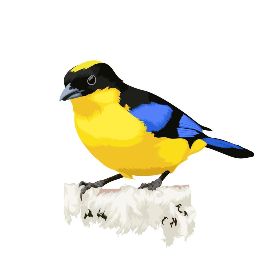 Blue Winged mountain Tanager vector