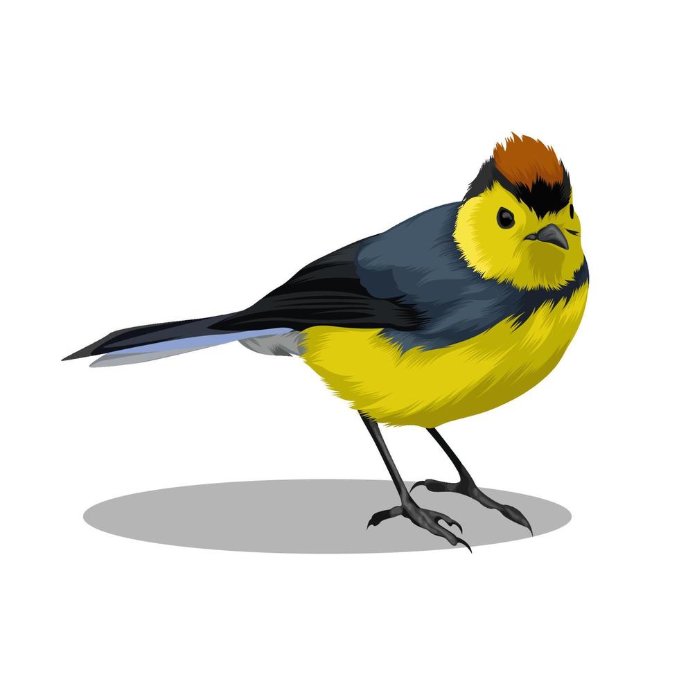 Collared Redstart bird vector