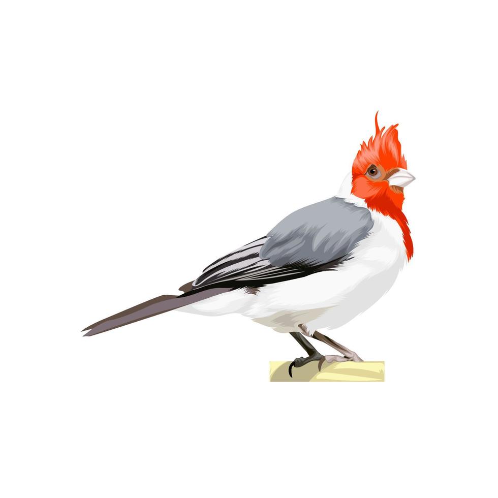 Red Crested Cardinal vector