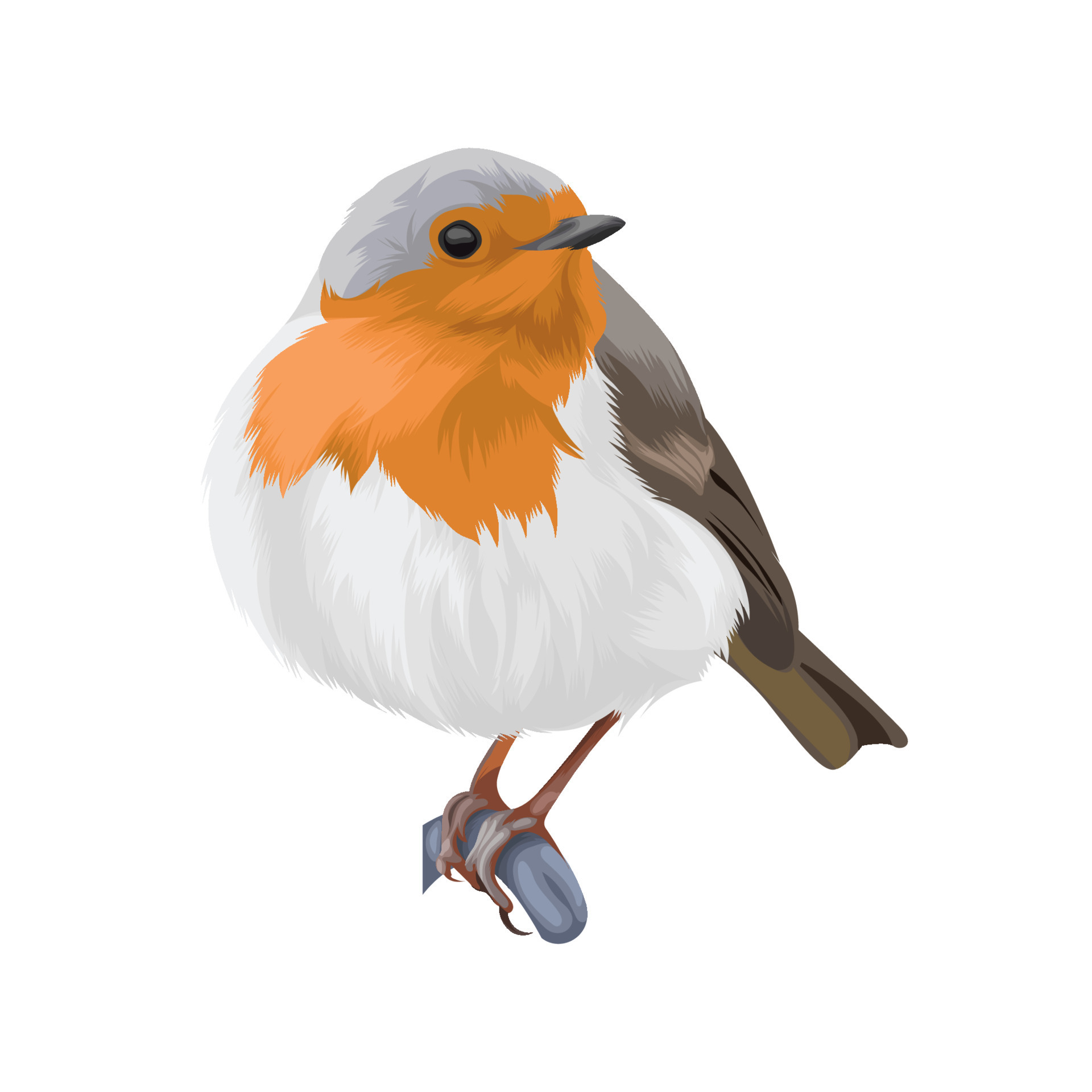 robin bird vector 11440675 Vector Art at Vecteezy