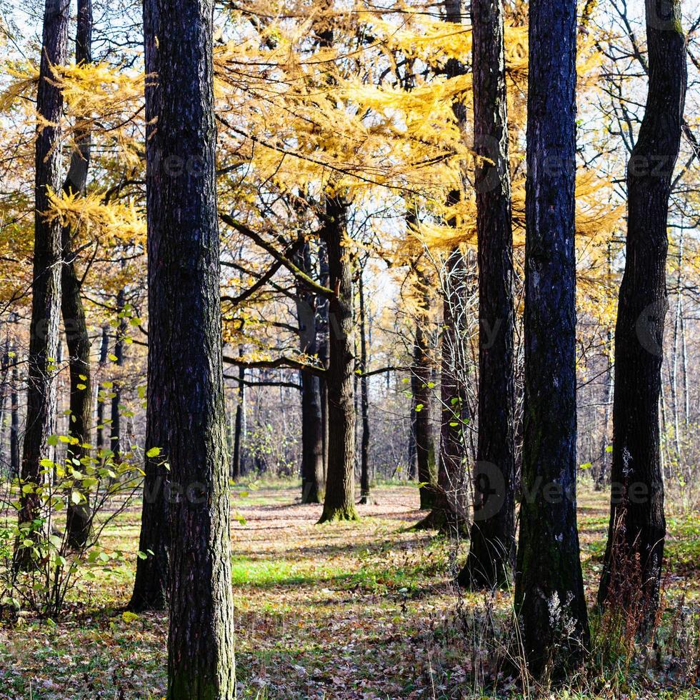 yellow larch and dark oak trees in urban park photo