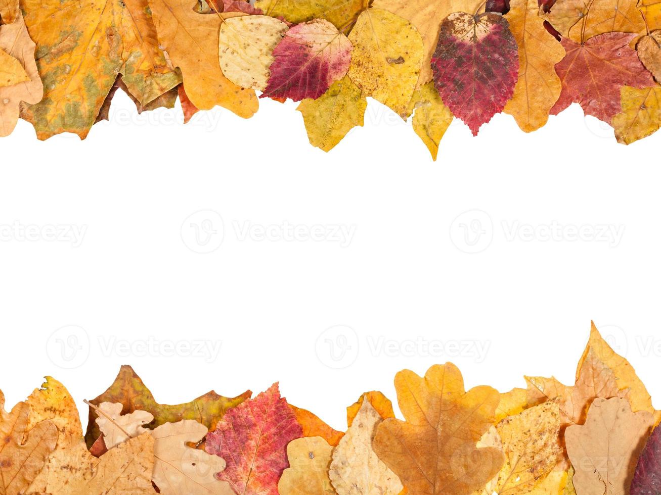 top and bottom frames from fallen autumn leaves photo