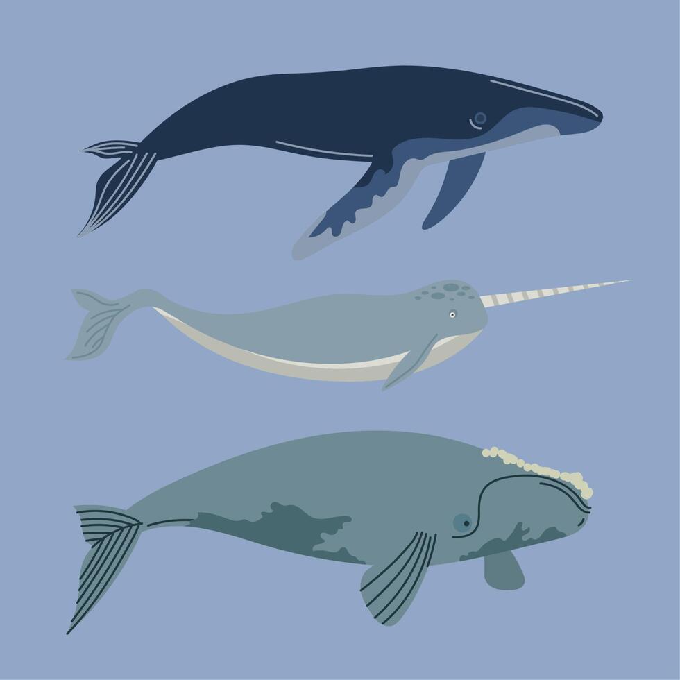 tres ballenas sealife animales vector