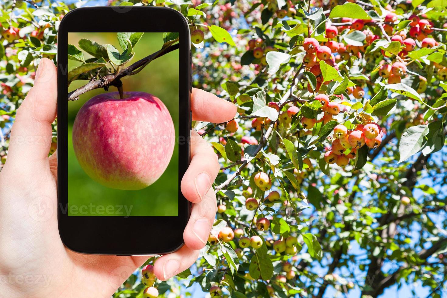 picture of ripe pink apple outdoors on smartphone photo